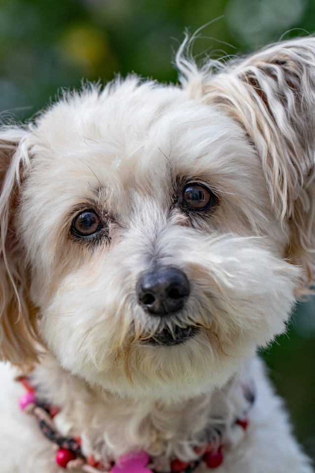 Спешная породистая собака с мохнатыми ушами