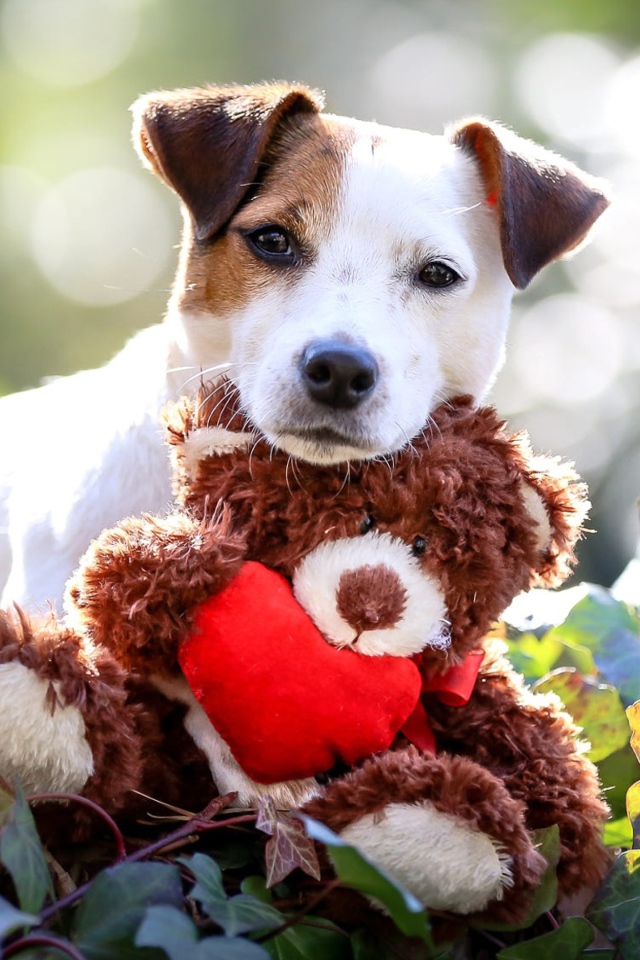 Джек Рассел Терьер с мягкой игрушкой медвежонком