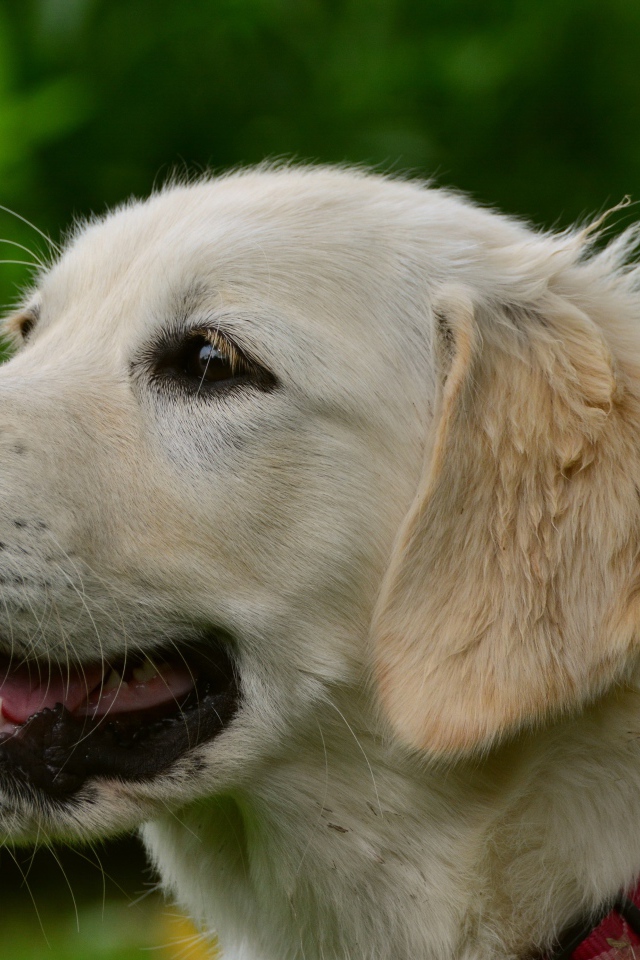 Большой золотистый ретривер с открытой пастью 