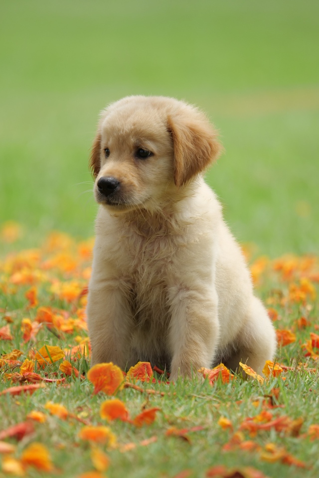 Маленький щенок золотистого ретривера сидит на зеленой траве с желтыми листьями