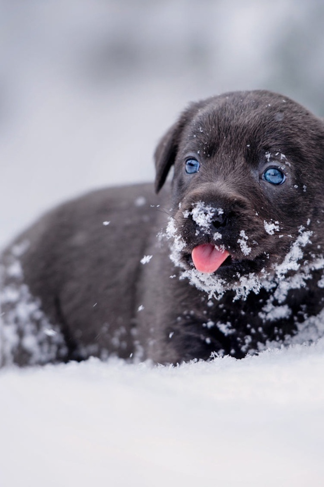 Маленький щенок лабрадора в снегу