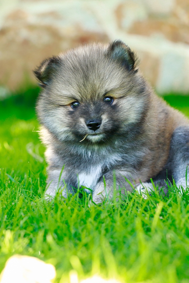 Маленький щенок померанского шпица на зеленой траве