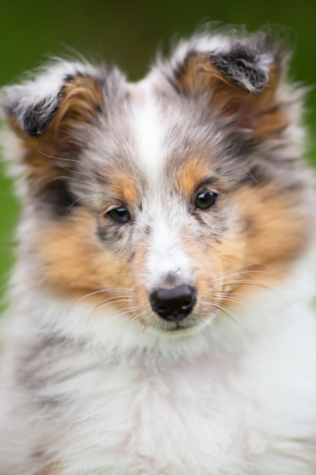 Маленький щенок шелти  на зеленом фоне