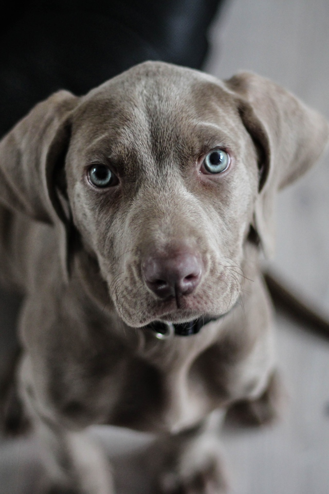 Маленький щенок веймаранера крупным планом