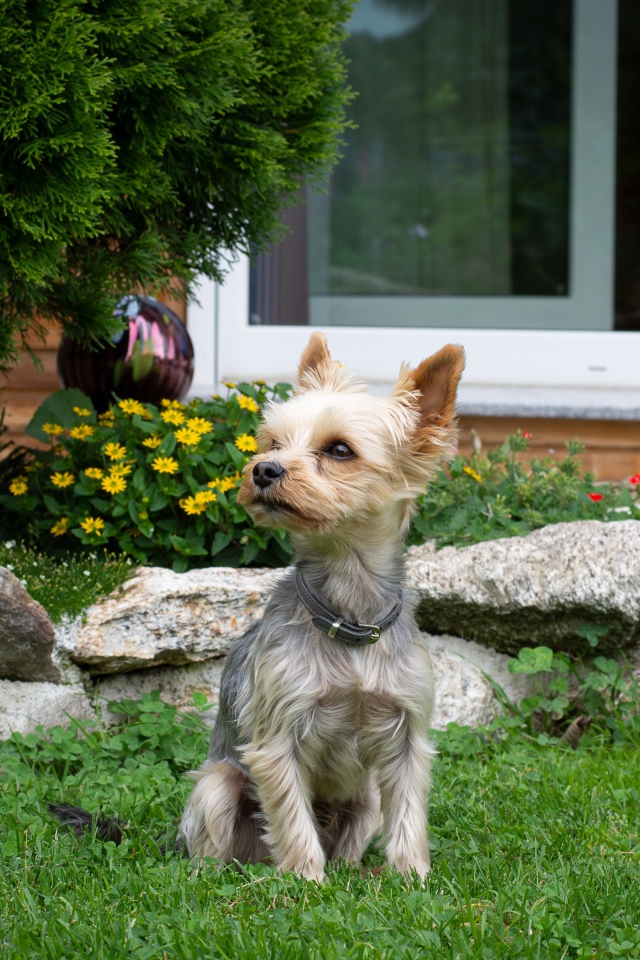 Маленький йоркширский терьер сидит на зеленой траве