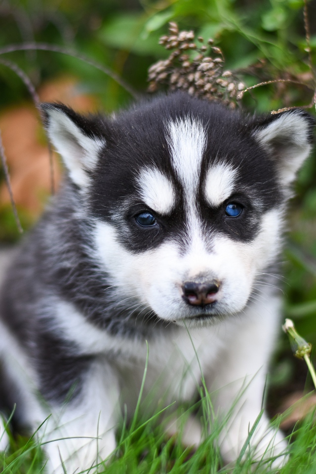 Маленький черно - белый щенок хаски сидит на траве
