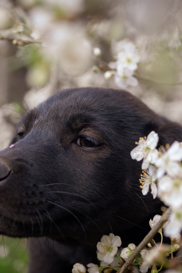 Маленький черный щенок сидит у цветущей ветки вишни 