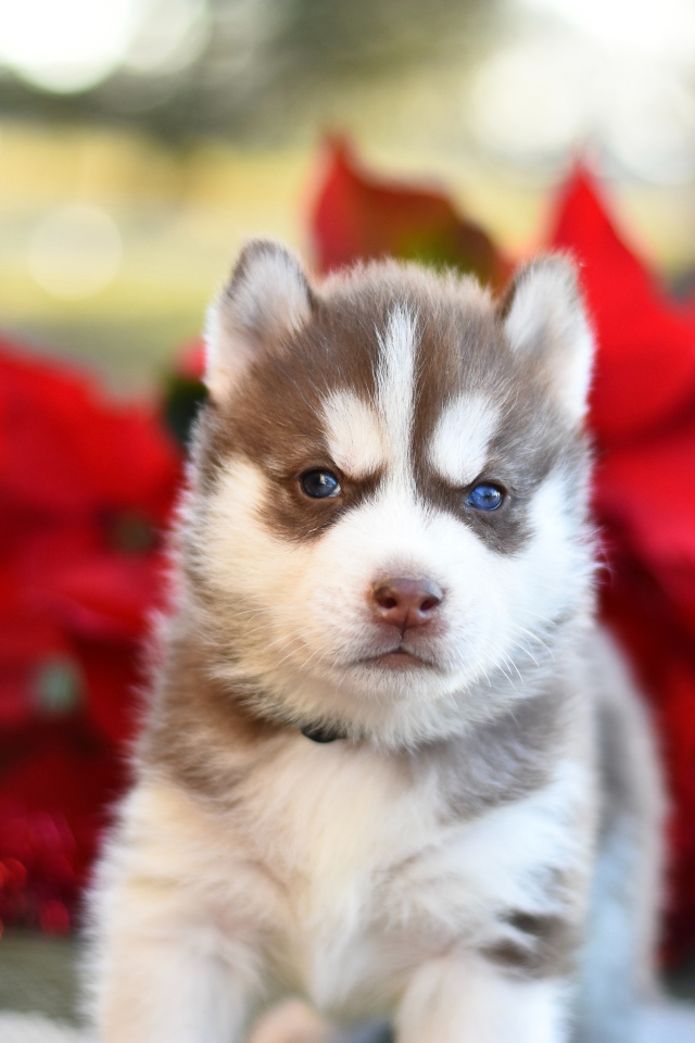 Маленький голубоглазый щенок хаски 