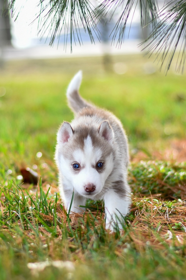 Маленький голубоглазый щенок хаски гуляет по зеленой траве