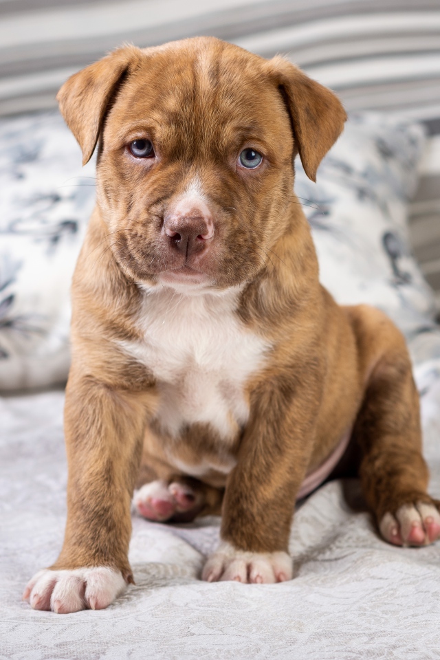 Маленький голубоглазый щенок питбуля сидит на кровати 
