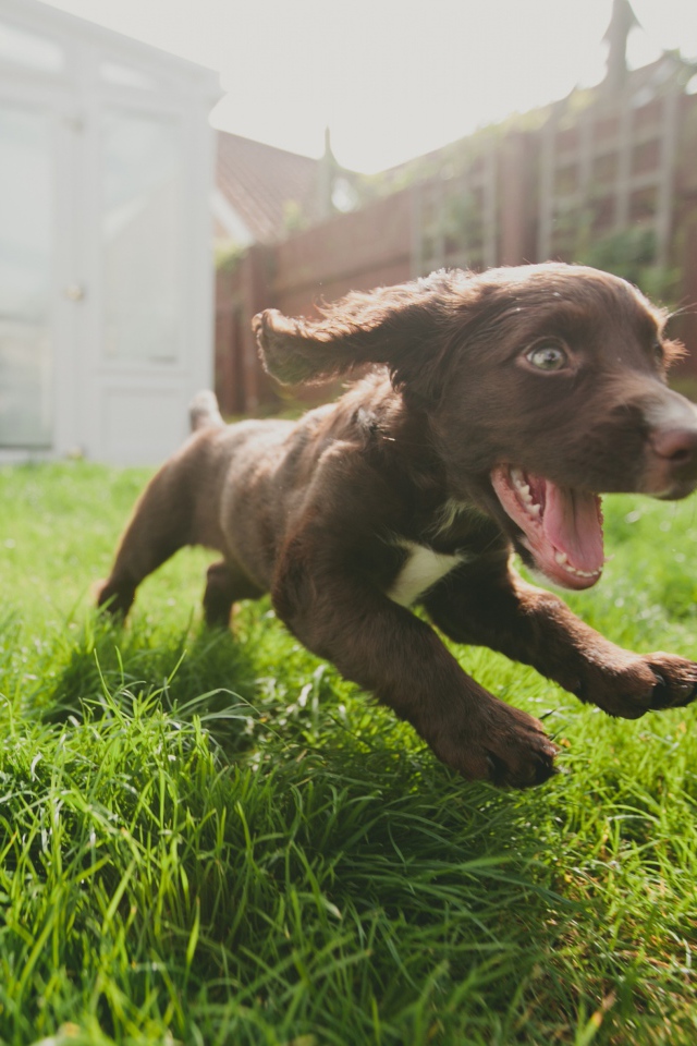 Маленький веселый щенок бежит по траве 