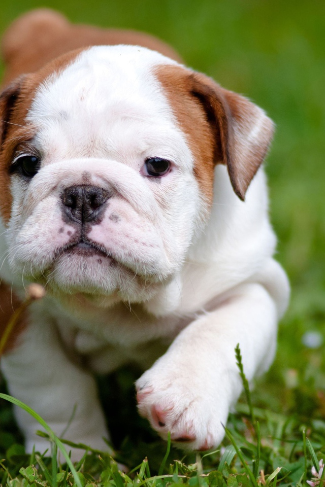 Маленький щенок английского бульдога на зеленой траве 