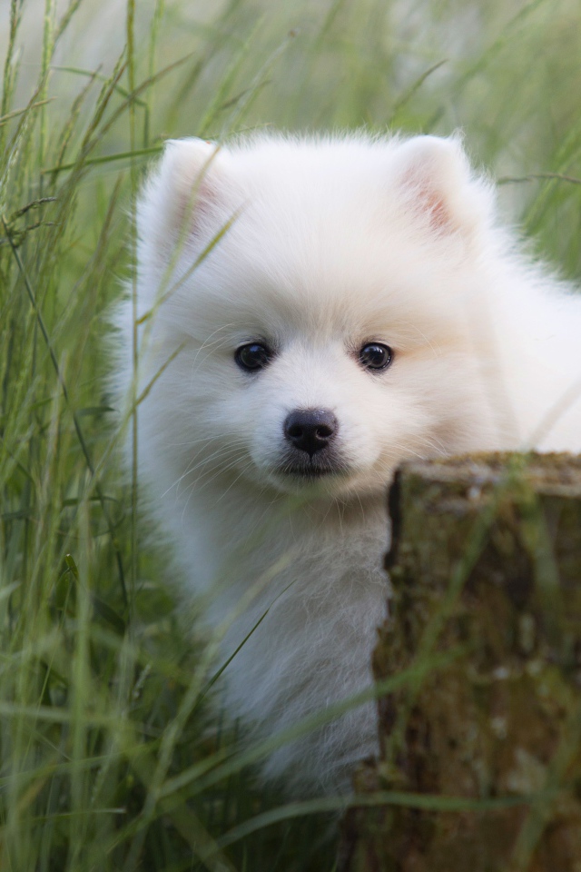 Маленький пушистый белый щенок шпица в зеленой траве