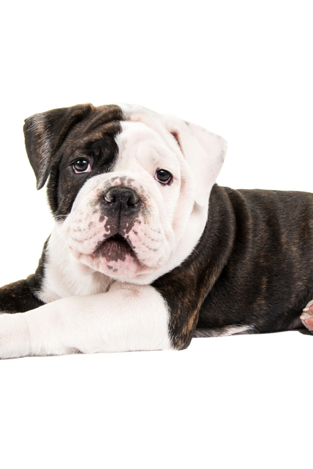 Маленький забавный щенок бульдога на белом фоне