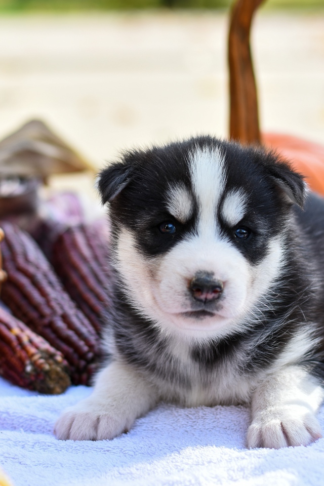 Маленький забавный щенок хаски на покрывале с тыквами