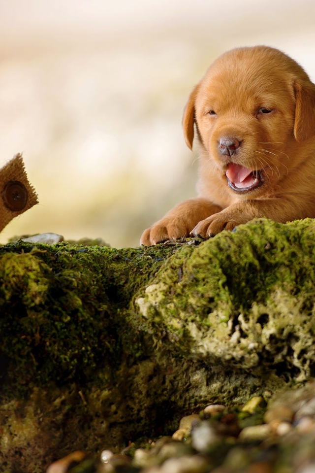 Маленький забавный щенок лабрадора на камне