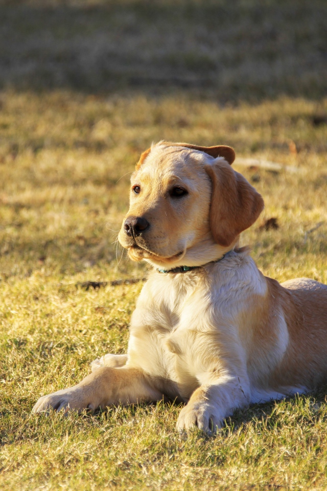 Маленький щенок золотистого ретривера лежит на траве