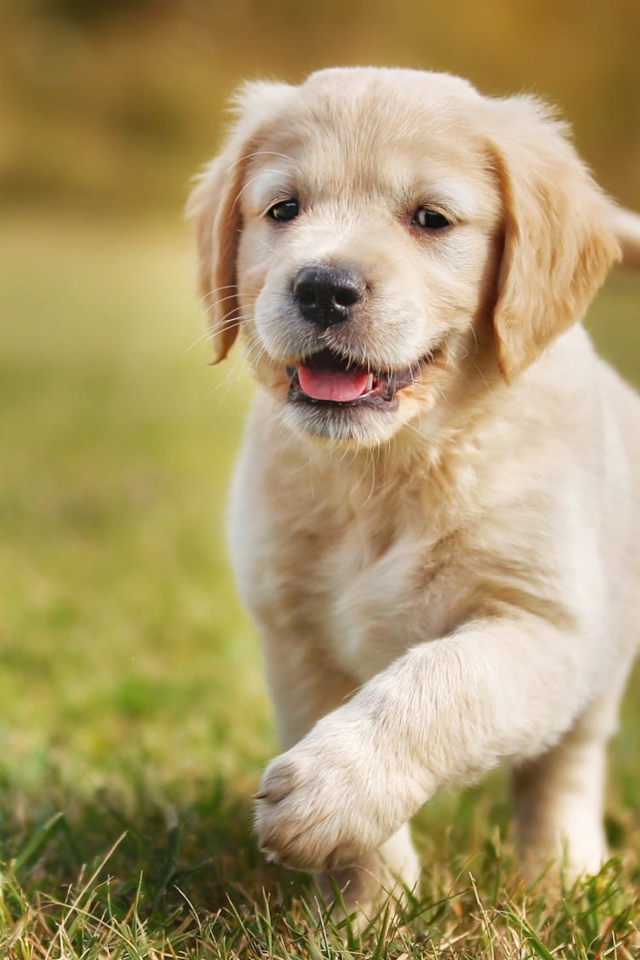 Маленький щенок золотистого ретривера бежит по зеленой траве