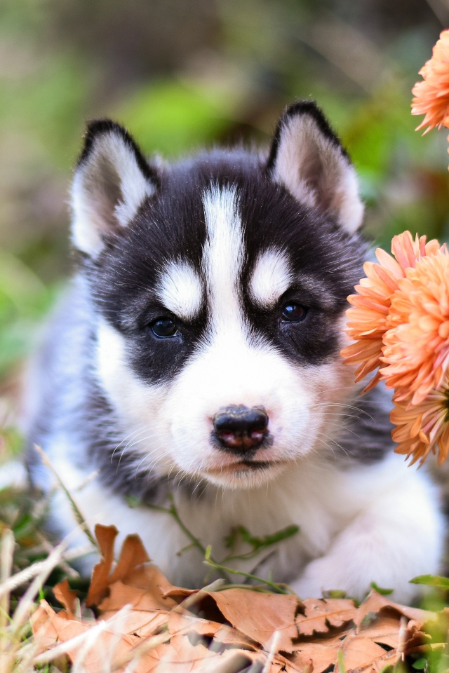 Маленький щенок хаски с цветами хризантемы 