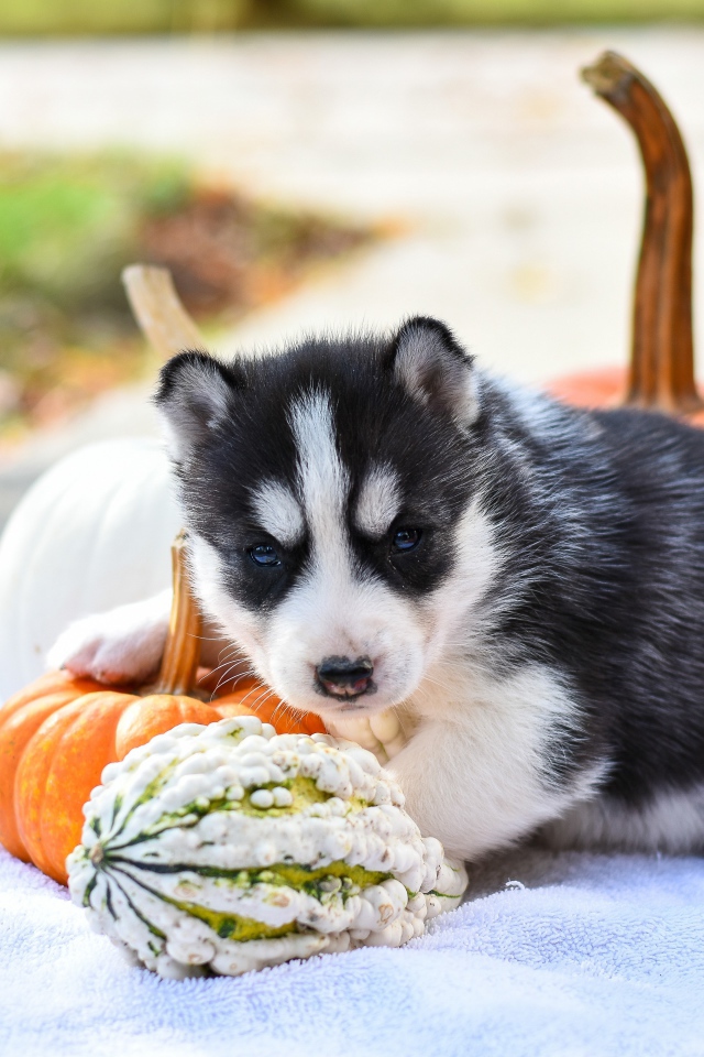 Маленький щенок хаски с тыквой и кукурузой 