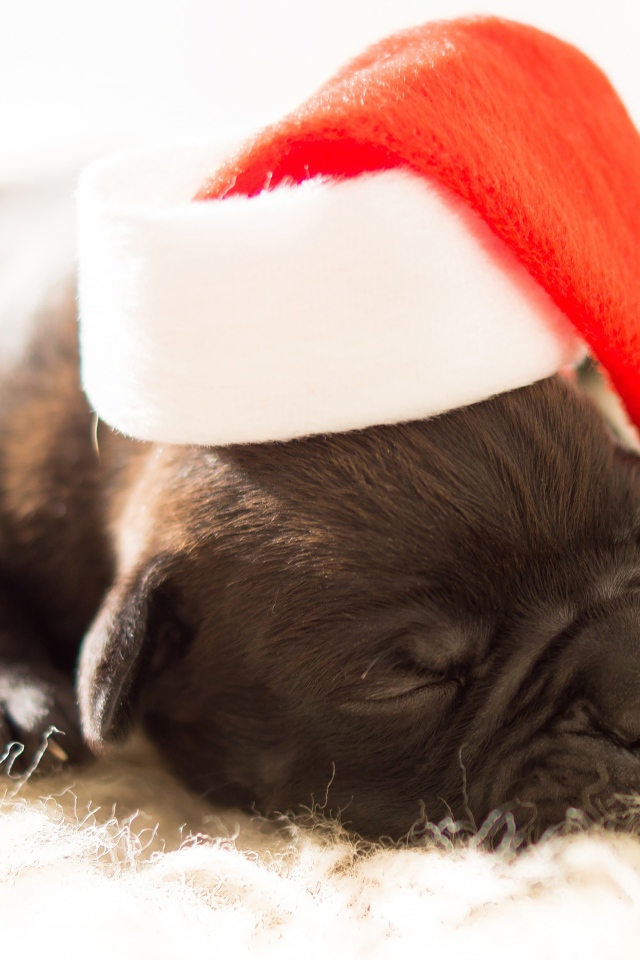 Маленький новорожденный щенок в новогодней шапке 