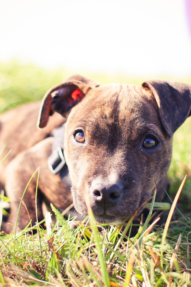 Маленький щенок питбуля лежит на траве