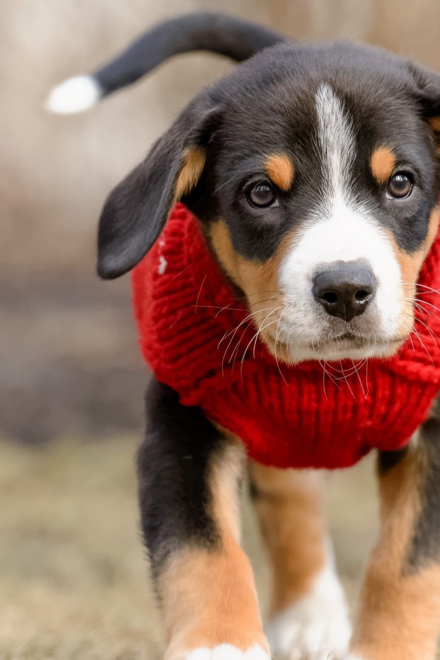 Маленький щенок в красном свитере 