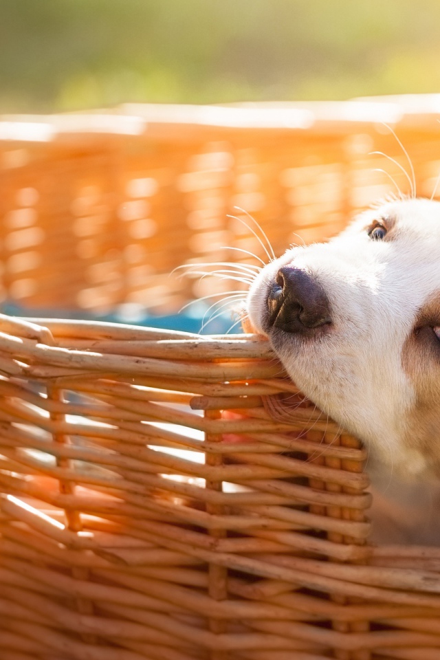 Маленький щенок грызет плетеную корзину