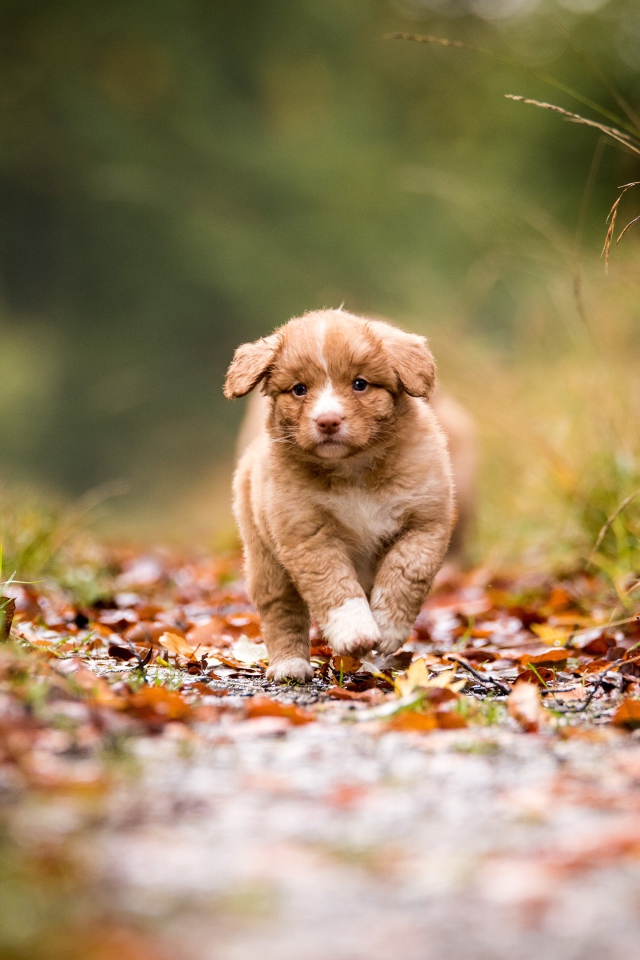 Маленький щенок бежит по дорожке  
