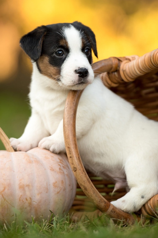 Маленький щенок сидит в корзине на зеленой траве с тыквой