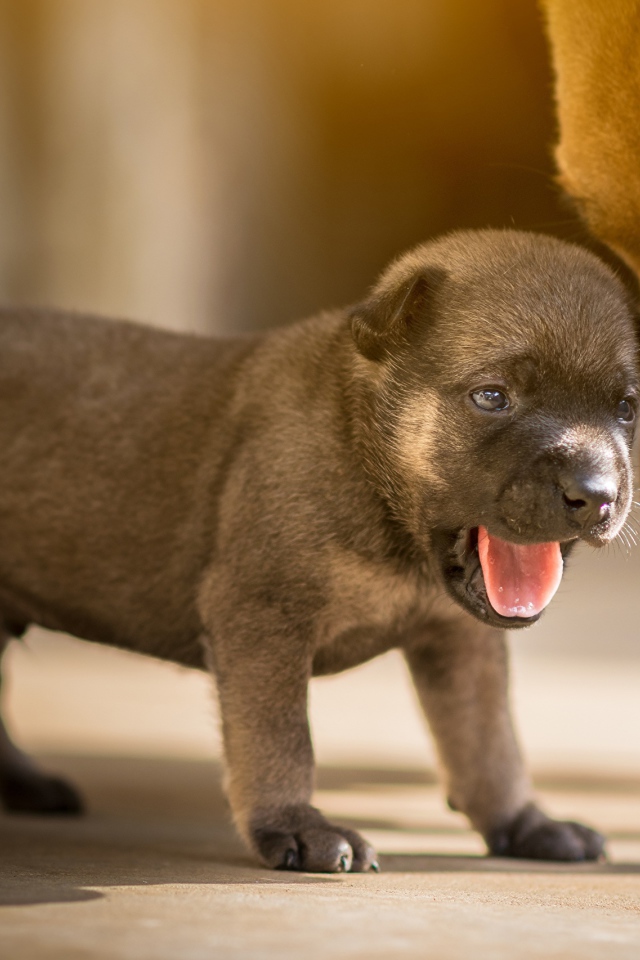 Маленький щенок с открытой пастью 