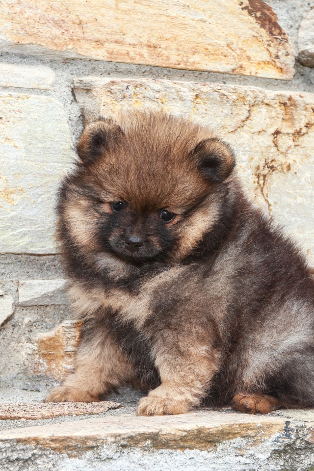 Маленький грустный щенок померанского шпица у стены 