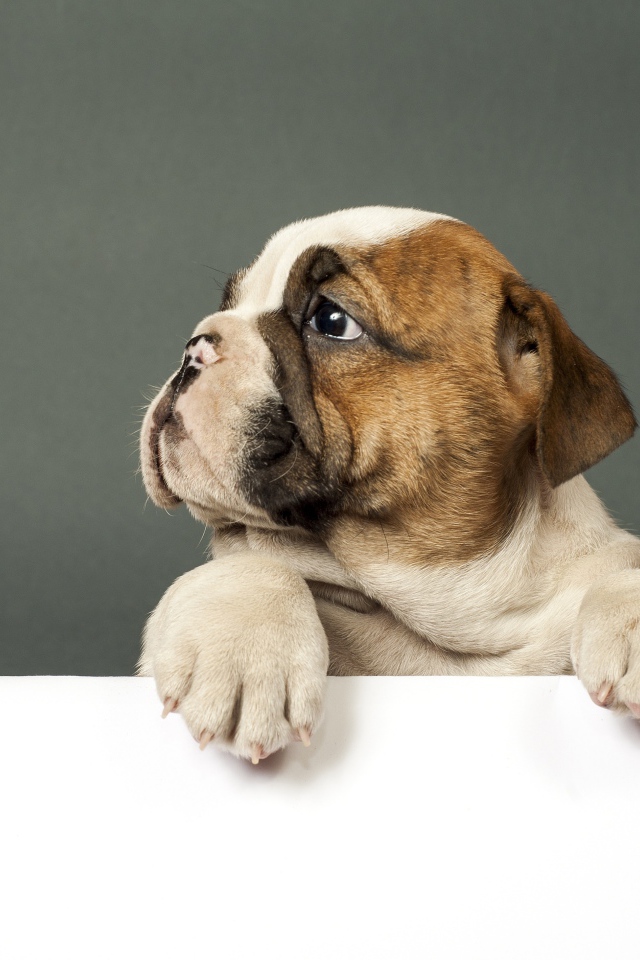 Маленький грустный щенок английского бульдога на сером фоне