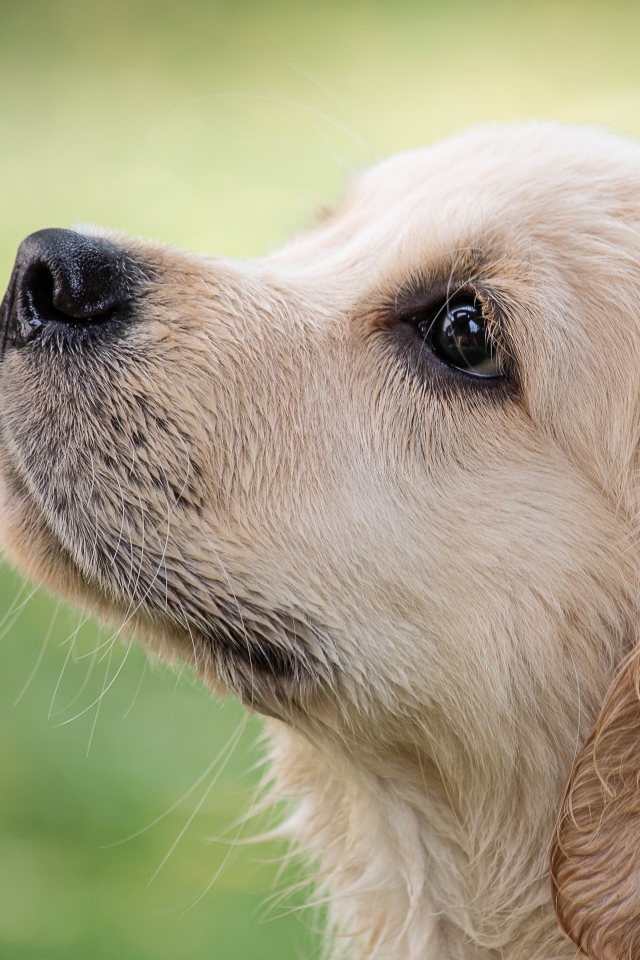 Маленький грустный щенок золотистого ретривера смотрит вверх 
