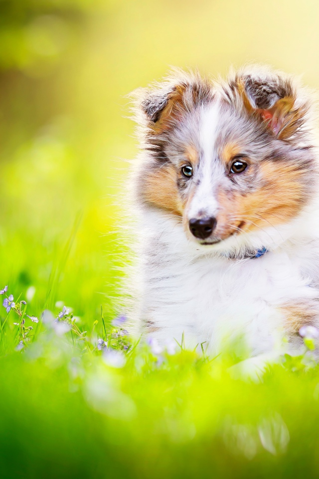 Маленький щенок шелти сидит в траве 