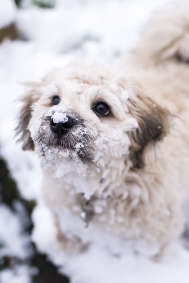 Маленький белый пес в снегу