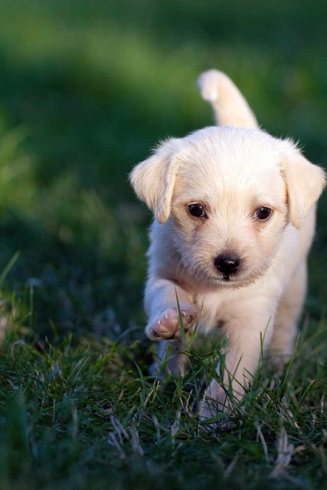 Маленький белый щенок идет по зеленой траве