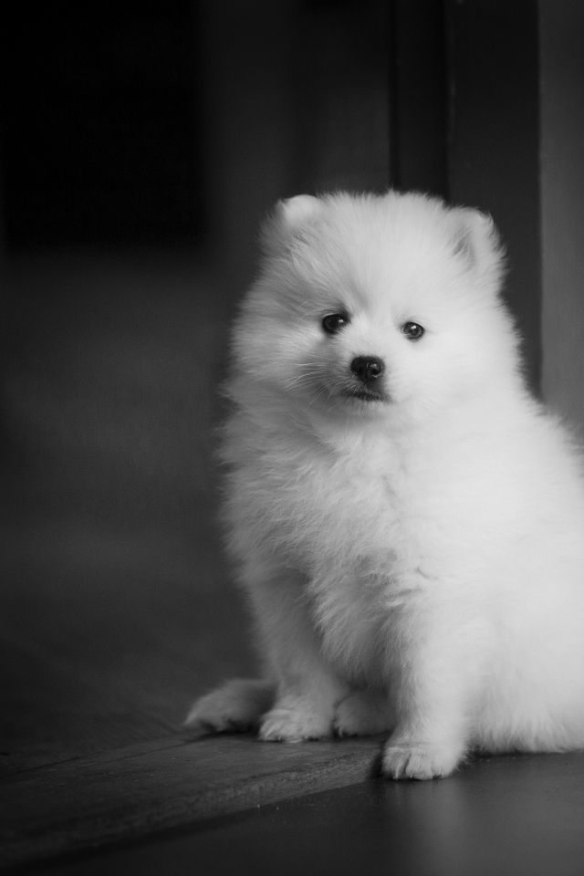 Маленький белый щенок шпица у двери 