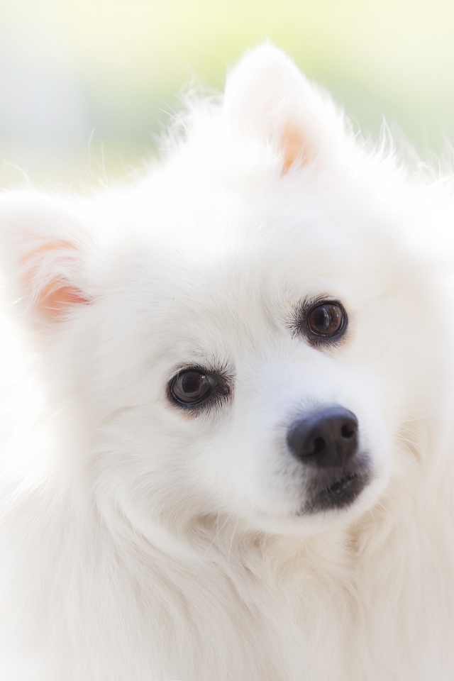 Взгляд белой кареглазой пушистой собаки