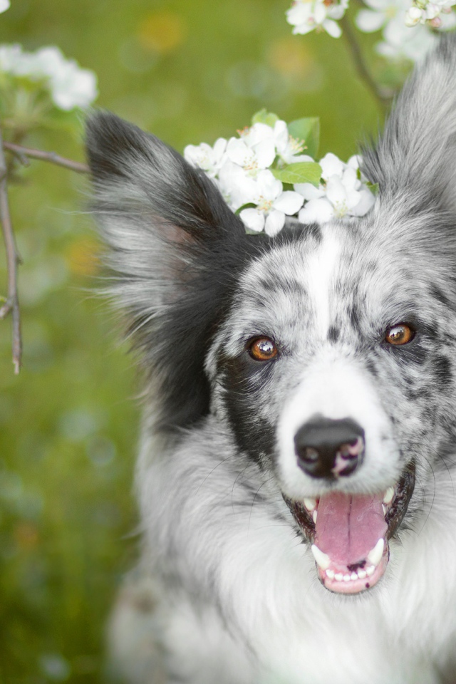 Веселая собака породы бордер колли с открытой пастью 