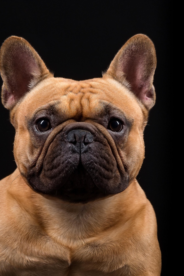Морда Французского бульдога на черном фоне крупным планом