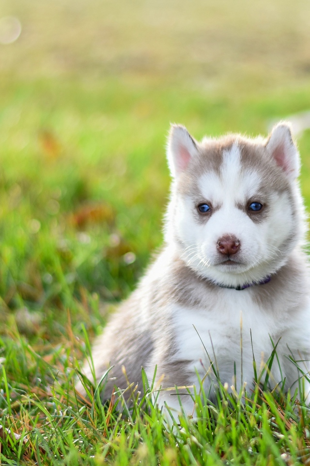 Задумчивый щенок хаски сидит на зеленой траве