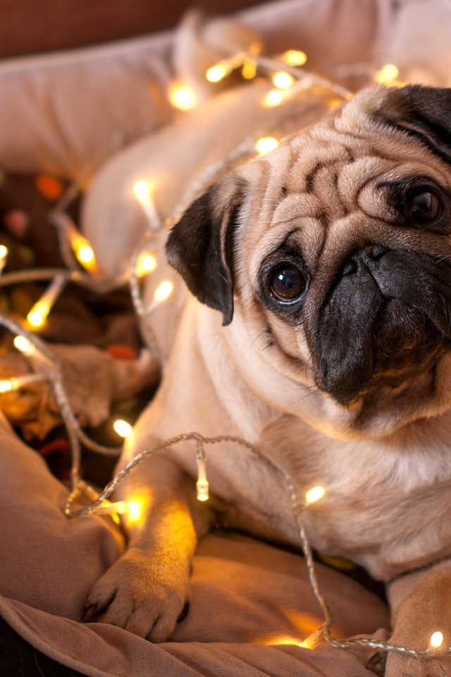 Мопс с гирляндой лежит на подушке 