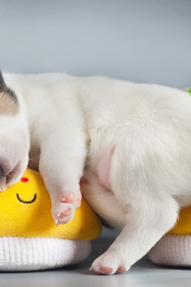 Щенок спит на детских пинетках 