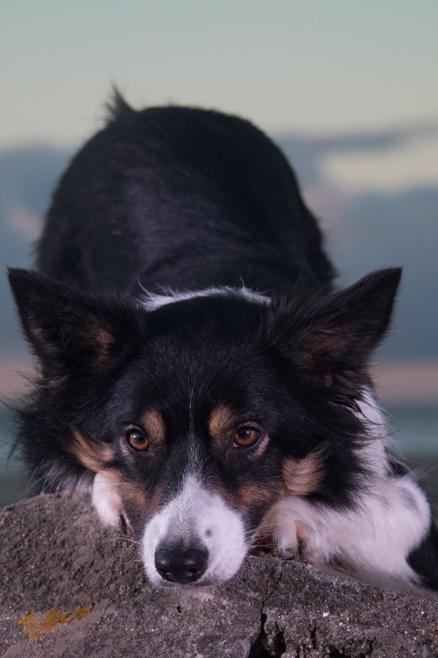 Породистая собака лежит на камне 