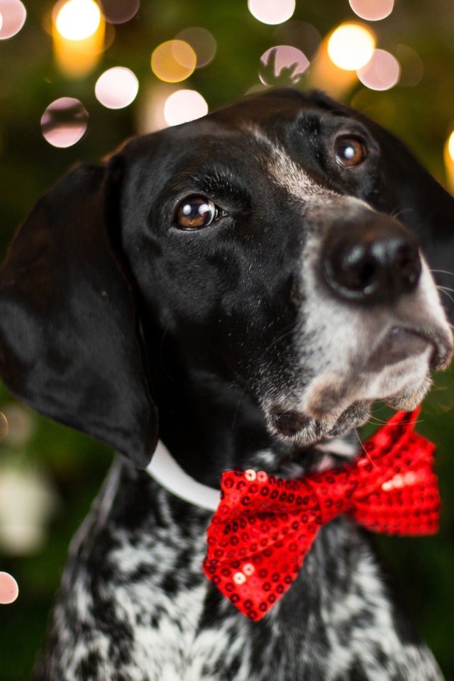 Породистый пес с красным бантом на шее 