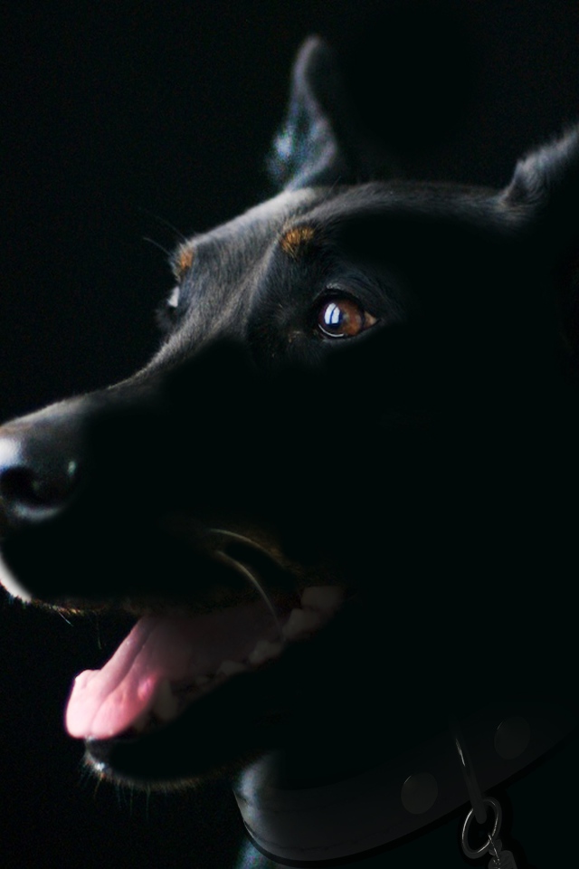 Породистая собака с высунутым языком на черном фоне
