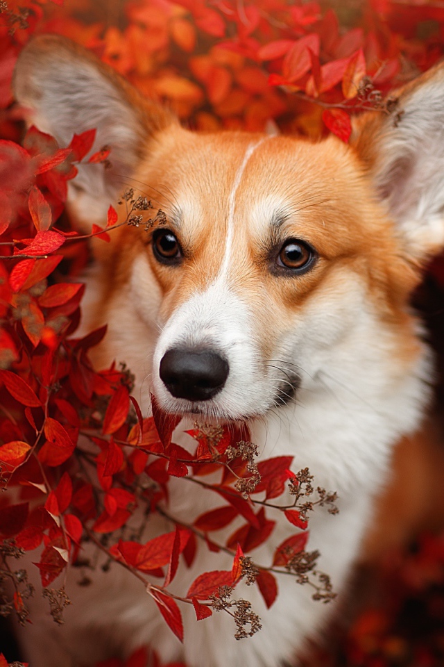 Рыжая собака вельш корги в красных листьях 