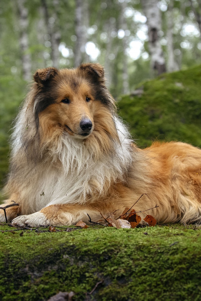 Длинношёрстный Колли лежит на покрытой мхом земле