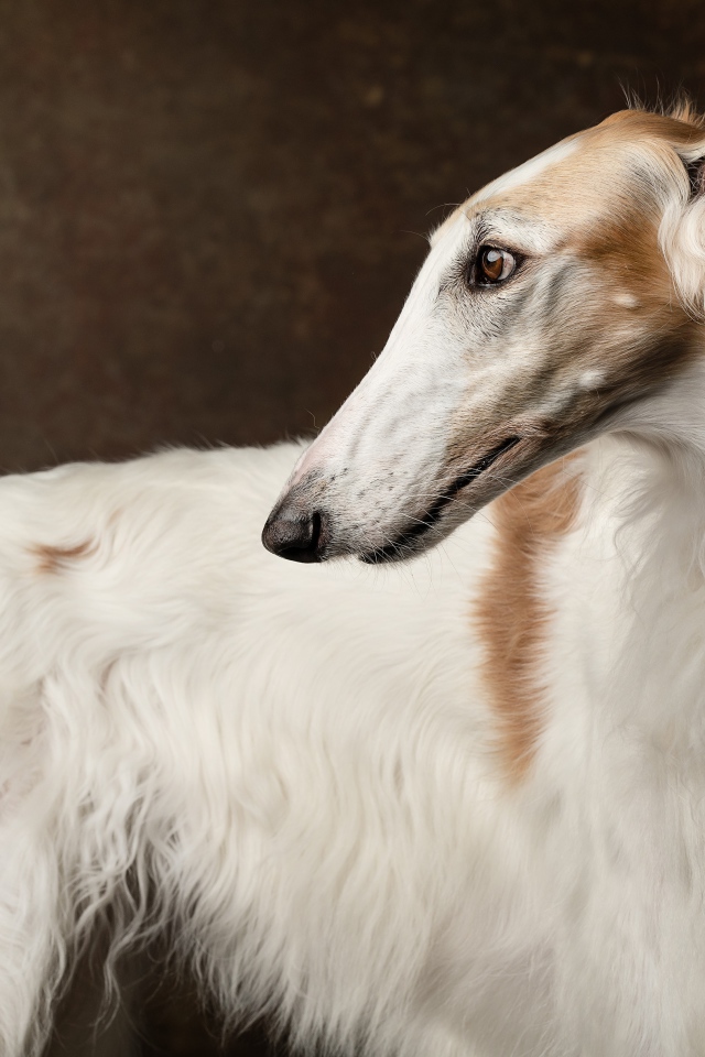 Russian hunting greyhound close up